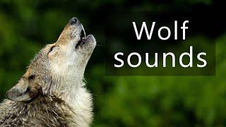 Wolf howling sounds