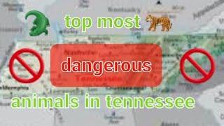 top most dangerous animals in Tennessee