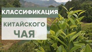 Китайский чай |  Классификация | Зеленый и черный чай.