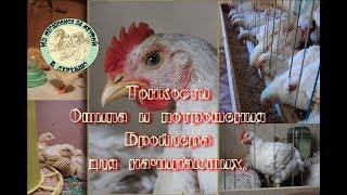 Тонкости ощипа и потрошения бройлеров для новичков