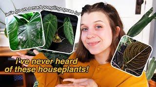 houseplants you MIGHT not know about (aka googling plants i've never heard of)