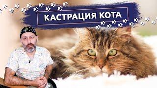 Кастрация кота: В каком возрасте лучше проводить кастрацию кота