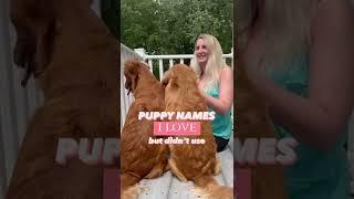 Puppy Name Ideas for Boys | Dog Names I Love But Didn’t Use