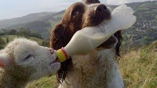 Guide Dogs Are Truly Amazing | Secret Life of Dogs | BBC Earth