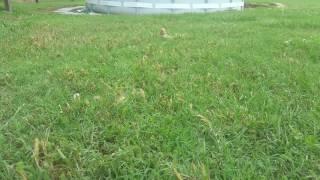 BEARDED DRAGON EATS WASP