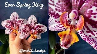 Phal. Ever Spring King | Пересорт и двойное разочарование? Или удачное приобретение? Орхидея цветет