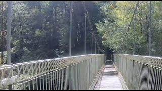 Tarra Bulga National Park Hikes (including Suspension Bridge)