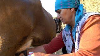 MORNING routine in DAGESTAN. Village everyday life. Russia today