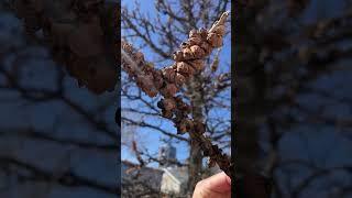 Oak Gall Wasp in Calgary #arboristtips