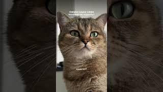 #изобилие #cat #балансвселенной #funny #рационпп #силасознания #cute #кот #memes #здороваяэнергия