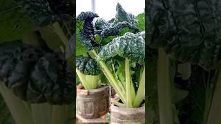 Very easy way to grow vegetables on the terrace to provide for the family #garden #grow #vegetables