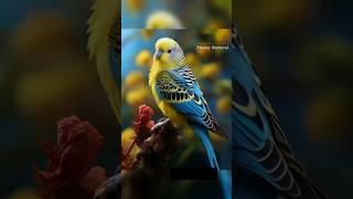 beautiful birds   #funny #water #nature #sea #coral #video #birds #sorts #river #ponds #bird #cute