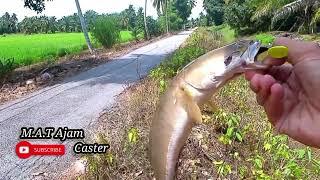 Mancing Haruan || Mengunakan Soft Plastic || Sambaran Itu Benar