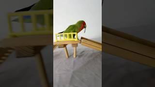 Bird Training : smart lovebird parrot l smart little cute parrot#training#smartparrots#cute#birds