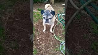 Sammy the Pug On A Windy Day