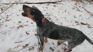 Bluetick Coonhound Howling