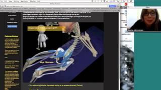 ANATOMY GEEKS 1 - Abdominals