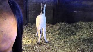 Rydell AQHA Colt 02 17 2015 Foaling Date