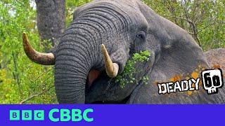 Elephant Facts  | Deadly 60 | CBBC