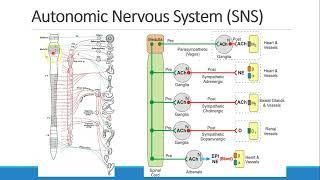 Pharmacology for Anesthesia   08 Autonomic Nervous System Part 1