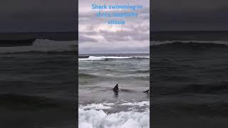 Shark swimming in shore #fishing #sharkweek #sharktank #sharkfamily #travelblogger #wildlife #trav