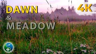 Foggy Dawn On The Meadow | Hear Nature Sounds with Crickets and Birds Singing