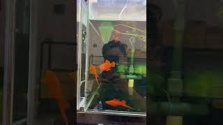 Shs - 82 guppy #guppy #aquarium