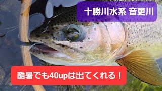 十勝川水系音更川   熱中症にビビって短時間釣行の巻  酷暑でも十勝のニジマスは遊んでくれる！