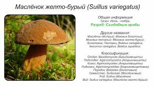 Маслёнок желто-бурый (Suillus variegatus)