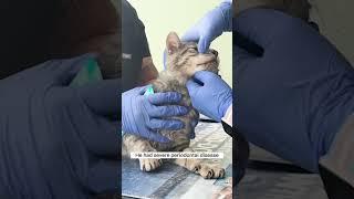 Senior street cat gets dental care