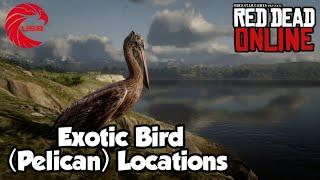 Exotic Birds Locations rdr2 Online - Red Dead Online Exotic Birds Location Guide