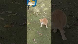 Red cat is hiding and running away  Funny cats  Amazing pets  Cute animals