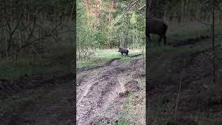 Кабан СЕКАЧ ничего не боится