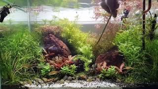 #cladophora_aquascaping #aquascaping Тримминг растений в моем домашнем 60см аквариуме