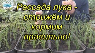 Когда и как подстригать рассаду лука из семян. Кормить или не нужно рассаду лука?