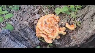 Found Some Chicken Of The Woods (Laetiporus sulphureus)