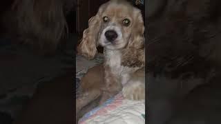 little Nic wants a hug  #cockerspaniel #dogs #shorts #youtubeshorts