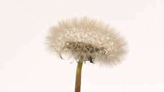 Dandelion time lapse flower to seedhead blowing away 4K