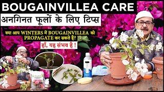 Bougainvillea में अनगिनत फूलों के लिए सरल टिप्स I Year-Round Bougainvillea Propagation Secrets!