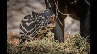 Baby tapir tests out his tiny trunk at Chester Zoo