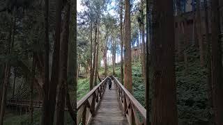 The most beautiful woman in the beautiful place. Alishan, Taiwan #alishan #nature  #mountainforest