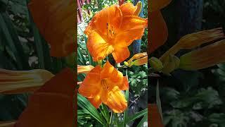 #daylily #flowers #лилейник #garden #nature #shorts #plants #perennial #orange #summer #клумба #лето