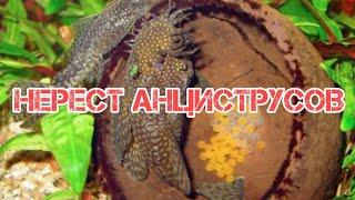 СЕКРЕТЫ НЕРЕСТА АНЦИСТРУСОВ