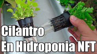 Cilantro en Hidroponía Fácil!  || Sistema hidropónico NFT Sencillo || Hidroponía || Bananafabric