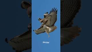 When the husband asks his wife for intimacy and she says, not now. #hawk #redtailedhawk
