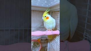 Adorable Cockatiel Emerald's Irresistible Charm #cockatielscraze #birdscharm