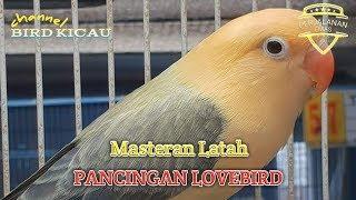 Ampuh Pancingan Lovebird Latah