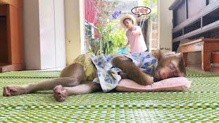 Monkey Lyly fell asleep on the floor and her mother was heartbroken when she found out.