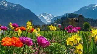 Beautiful Relaxing Music, Peaceful Soothing Instrumental Music, "Summer In Switzerland" by Tim Janis