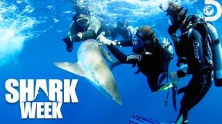 Most Thrilling Moments from Shark Week's Sharksanity: The Return 2015 | Discovery